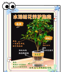 桂花树怎么种植,选对时机,掌握方法 桂花树怎么种植,选对时机,掌握方法