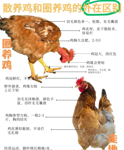 鸡怎么养,新手入门,常见问题解答 鸡怎么养,新手入门,常见问题解答