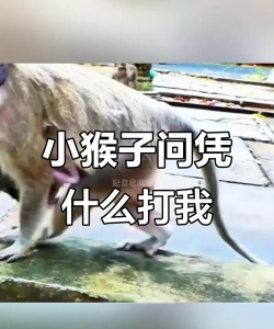 怎么打猴子,避免被反击,保护自己安全 怎么打猴子,避免被反击,保护自己安全