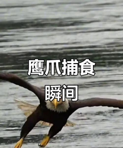 老鹰怎么抓,了解习性,掌握方法 老鹰怎么抓,了解习性,掌握方法