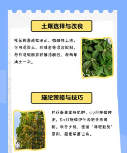 桂花树怎么种植,选对时间地点,掌握关键步骤 桂花树怎么种植,选对时间地点,掌握关键步骤