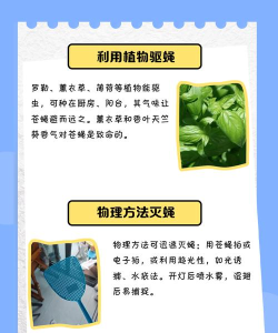 怎么抓苍蝇,快速有效方法,家庭实用技巧 怎么抓苍蝇,快速有效方法,家庭实用技巧