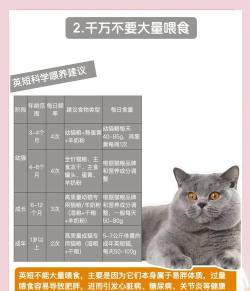 蓝猫怎么样,性格特点,饲养建议 蓝猫怎么样,性格特点,饲养建议