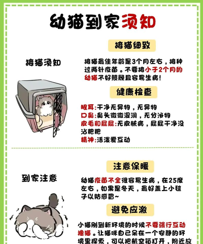 怎么给猫喂食,掌握正确方法,避免常见误区 怎么给猫喂食,掌握正确方法,避免常见误区