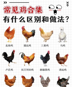 鸡和牛如何,养殖方法对比,选择适合你的 鸡和牛如何,养殖方法对比,选择适合你的