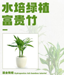 怎么种竹子,选对品种,掌握关键技巧 怎么种竹子,选对品种,掌握关键技巧