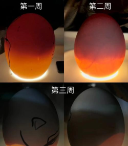 方舟生存进化如何孵蛋,孵化流程详解,常见问题解答 方舟生存进化如何孵蛋,孵化流程详解,常见问题解答