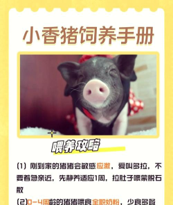 猪如何繁殖,掌握关键步骤,提高养殖效益 猪如何繁殖,掌握关键步骤,提高养殖效益