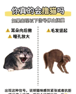 如何搞猫,新手必看,轻松上手 如何搞猫,新手必看,轻松上手