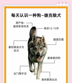 怎么养狼,了解基本知识,确保安全合法 怎么养狼,了解基本知识,确保安全合法