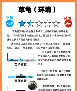 乌龟怎么打,常见误区,实用技巧 乌龟怎么打,常见误区,实用技巧