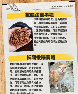怎么喂野猫,了解正确方法,避免好心办坏事 怎么喂野猫,了解正确方法,避免好心办坏事