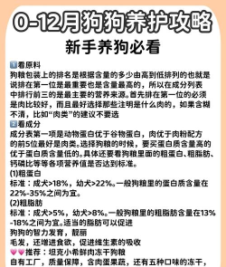 怎么领养宠物,了解正规渠道,做好充分准备 怎么领养宠物,了解正规渠道,做好充分准备