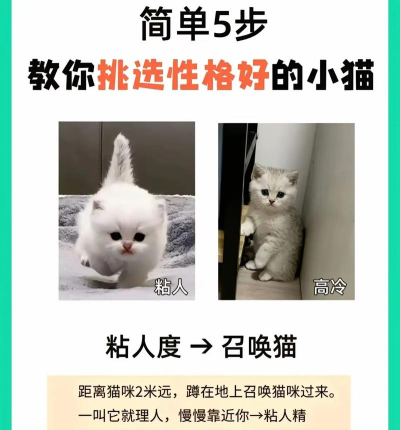 如何挑选宠物,考虑家庭条件,找到合适伙伴 如何挑选宠物,考虑家庭条件,找到合适伙伴