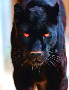 黑豹怎么样,性能表现如何,适合哪些人 黑豹怎么样,性能表现如何,适合哪些人