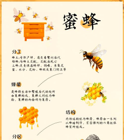 蜜蜂怎么繁殖,了解自然规律,掌握人工技巧 蜜蜂怎么繁殖,了解自然规律,掌握人工技巧