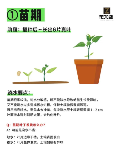 浇水怎么做,掌握关键技巧,避免常见误区 浇水怎么做,掌握关键技巧,避免常见误区