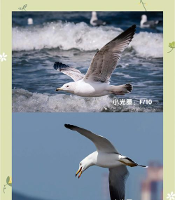 曝光度怎么调,掌握核心技巧,轻松拍出好照片 曝光度怎么调,掌握核心技巧,轻松拍出好照片