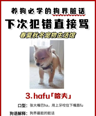 狗语怎么说,理解狗狗情绪,掌握沟通技巧 狗语怎么说,理解狗狗情绪,掌握沟通技巧