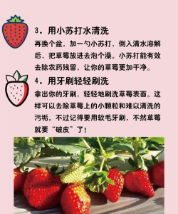草莓怎么弄,清洗保存有技巧,吃法多样更美味 草莓怎么弄,清洗保存有技巧,吃法多样更美味