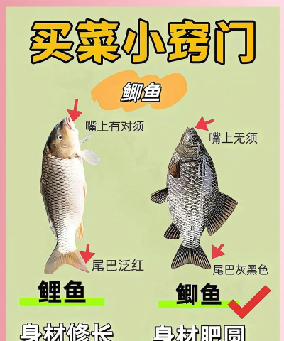 如何抓小鱼,掌握实用技巧,轻松享受乐趣 如何抓小鱼,掌握实用技巧,轻松享受乐趣