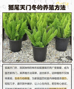 狐狸如何养,了解基本习性,掌握饲养要点 狐狸如何养,了解基本习性,掌握饲养要点
