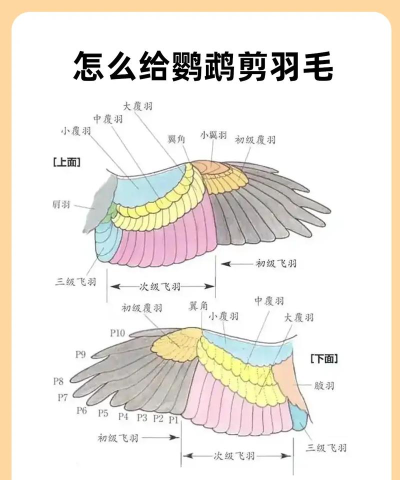翅膀怎么剪,安全操作要点,新手必看指南 翅膀怎么剪,安全操作要点,新手必看指南