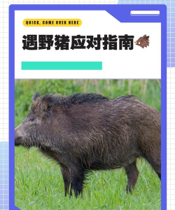 野猪怎么打,安全第一,方法要选对 野猪怎么打,安全第一,方法要选对