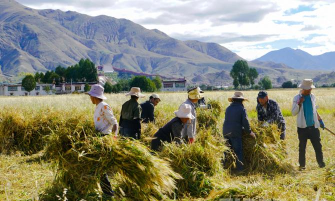 如何收麦,掌握关键步骤,确保颗粒归仓 如何收麦,掌握关键步骤,确保颗粒归仓
