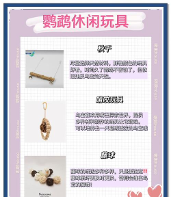 如何驯服鸟,建立信任关系,掌握关键技巧 如何驯服鸟,建立信任关系,掌握关键技巧