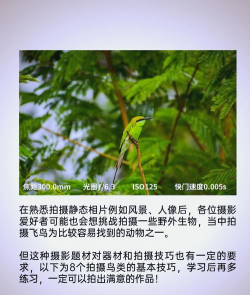 鸟如何上架,快速掌握技巧,轻松完成操作 鸟如何上架,快速掌握技巧,轻松完成操作
