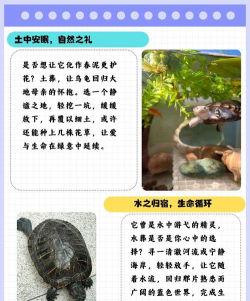 龟怎么杀,处理步骤详解,新手也能轻松上手 龟怎么杀,处理步骤详解,新手也能轻松上手