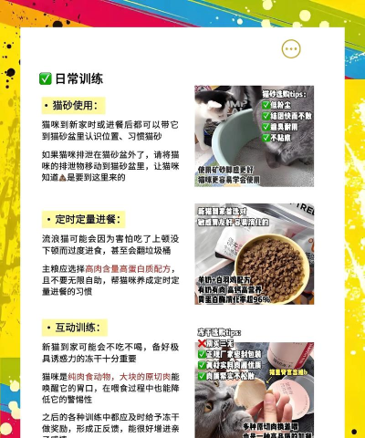 怎么领养猫咪,了解正规渠道,做好领养准备 怎么领养猫咪,了解正规渠道,做好领养准备