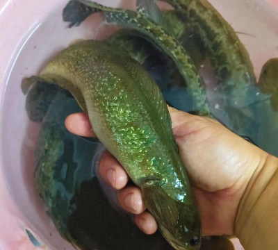 七星鱼怎么钓,掌握关键技巧,提升上鱼率 七星鱼怎么钓,掌握关键技巧,提升上鱼率