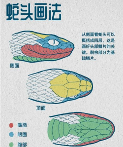 大蛇怎么画,掌握关键步骤,画出逼真效果 大蛇怎么画,掌握关键步骤,画出逼真效果