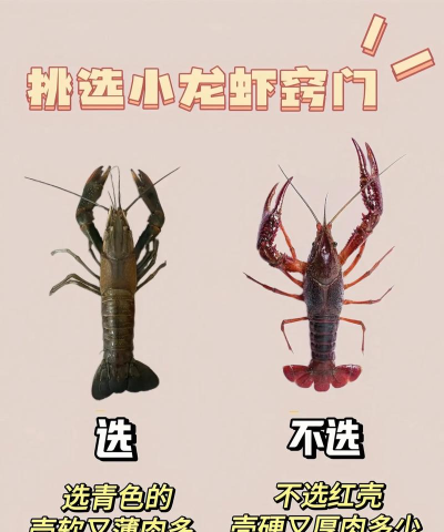 怎么抓小龙虾,掌握实用技巧,轻松收获满满 怎么抓小龙虾,掌握实用技巧,轻松收获满满