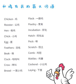 鸡怎么来的,从蛋到鸡,生命起源的探索 鸡怎么来的,从蛋到鸡,生命起源的探索