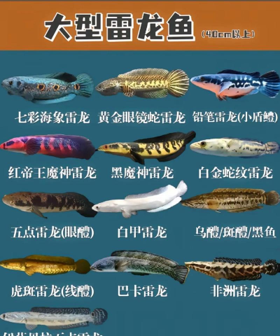 雷龙怎么获得,捕捉方法详解,快速入手技巧 雷龙怎么获得,捕捉方法详解,快速入手技巧