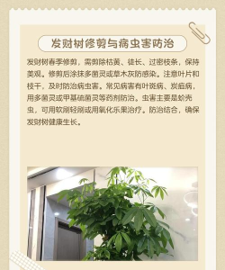 摇钱树如何种,选对品种,掌握技巧 摇钱树如何种,选对品种,掌握技巧