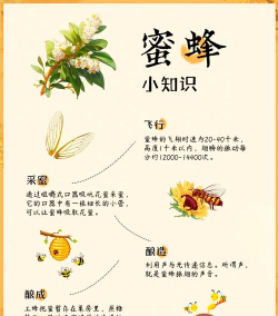 如何寻找蜜蜂,掌握关键技巧,轻松发现蜂群踪迹 如何寻找蜜蜂,掌握关键技巧,轻松发现蜂群踪迹