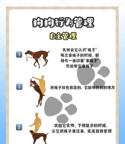 宠物如何合体,理解核心机制,掌握正确方法 宠物如何合体,理解核心机制,掌握正确方法