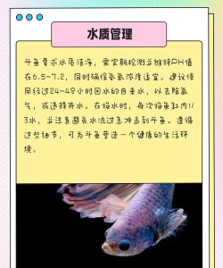 斗鱼怎么斗,观赏鱼饲养,常见问题解答 斗鱼怎么斗,观赏鱼饲养,常见问题解答