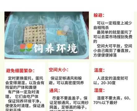 怎么斗蛐蛐,掌握基本玩法,体验传统乐趣 怎么斗蛐蛐,掌握基本玩法,体验传统乐趣