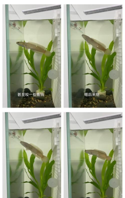 雷龙怎么打,掌握关键技巧,轻松应对挑战 雷龙怎么打,掌握关键技巧,轻松应对挑战