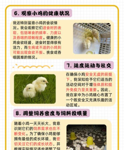 小鸡怎么养 小鸡怎么养
