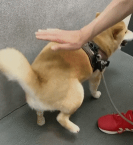 动图怎么拍 动图怎么拍