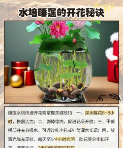 睡莲如何繁殖 睡莲如何繁殖