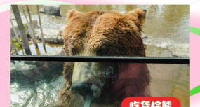 棕熊饲料怎么做 棕熊饲料怎么做