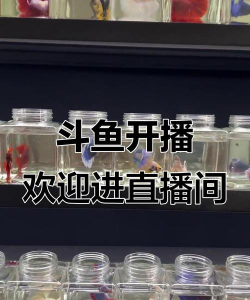 怎么成为斗鱼主播 怎么成为斗鱼主播