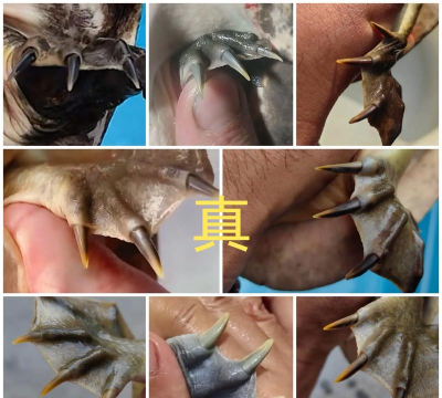 甲鱼怎么抓 甲鱼怎么抓